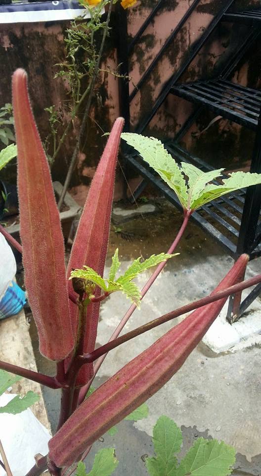 Home garden — okra