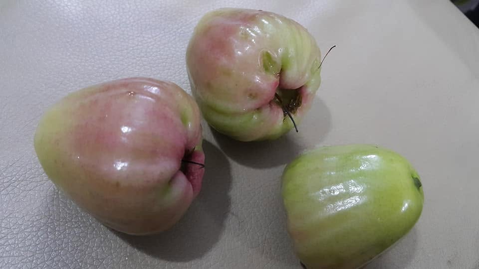Rose apples from the garden