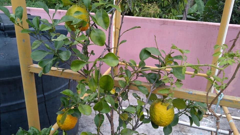 Citrus from the terrace garden