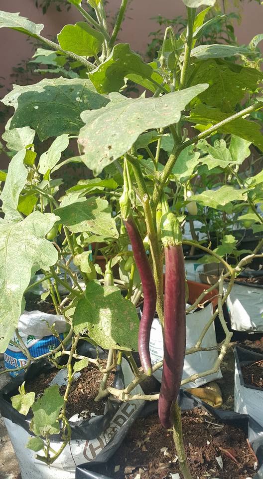 Brinjal harvest