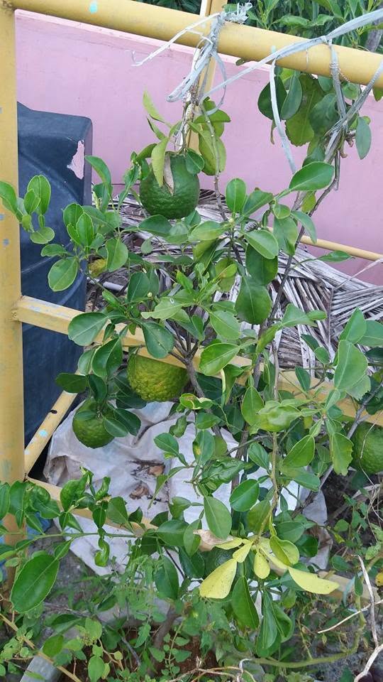 Citrus harvest
