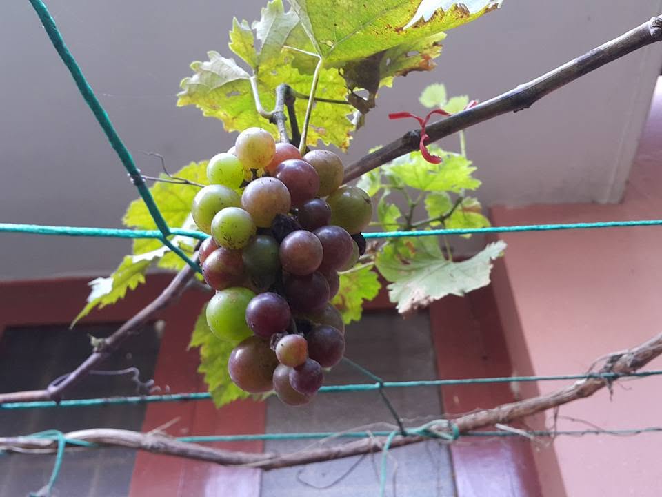Grapes from the home garden