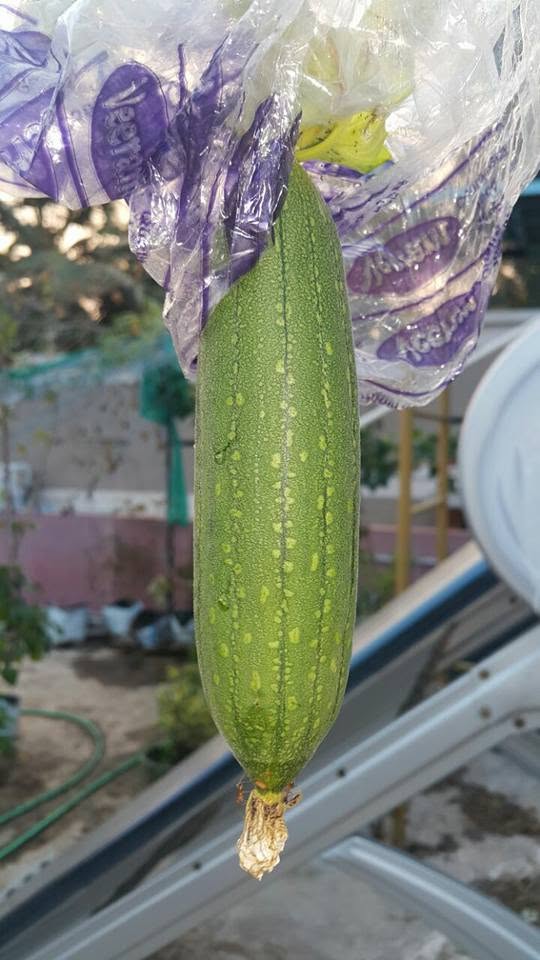 Home-grown vegetable