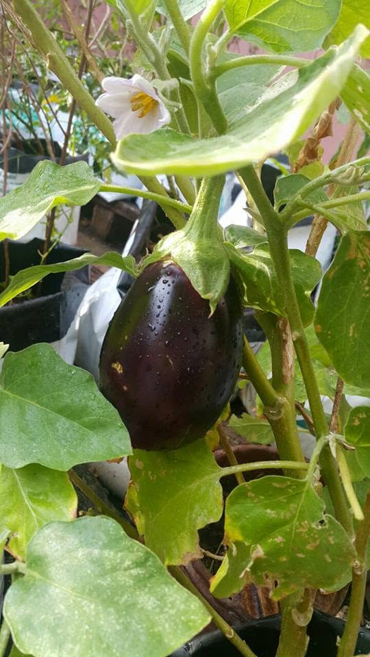Brinjal in bloom