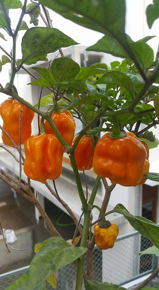 Garden peppers