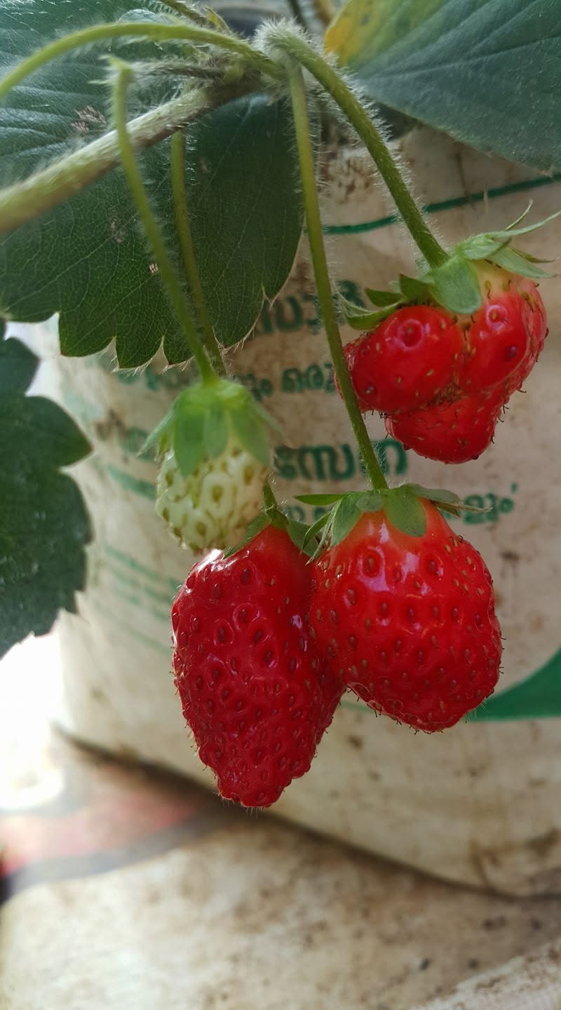 Strawberries