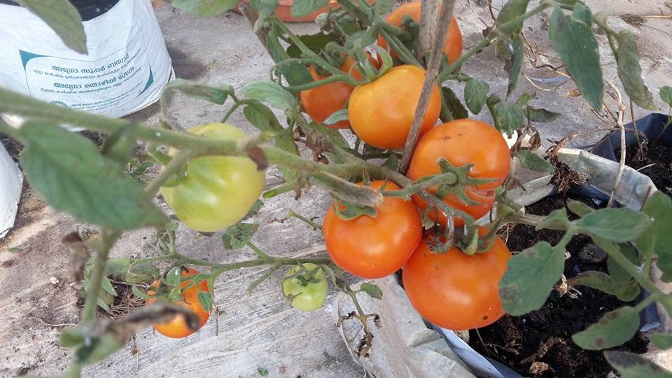 Tomatoes