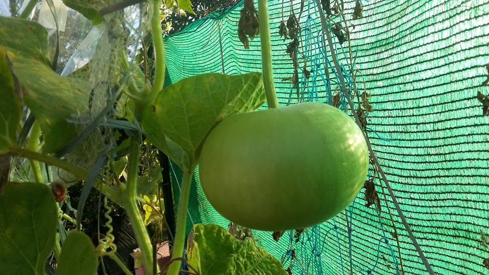 Bottle gourd