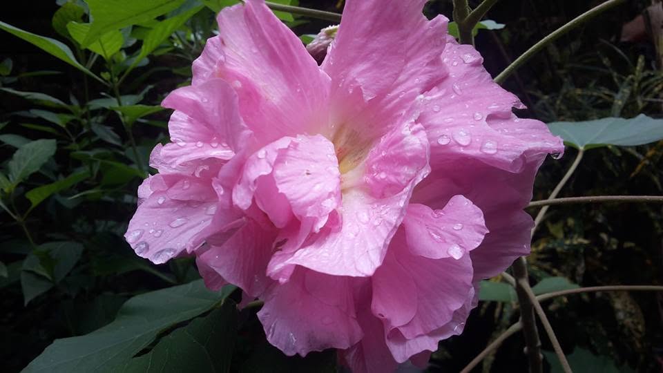 Pink garden flower