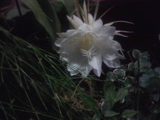 Night-blooming garden flower
