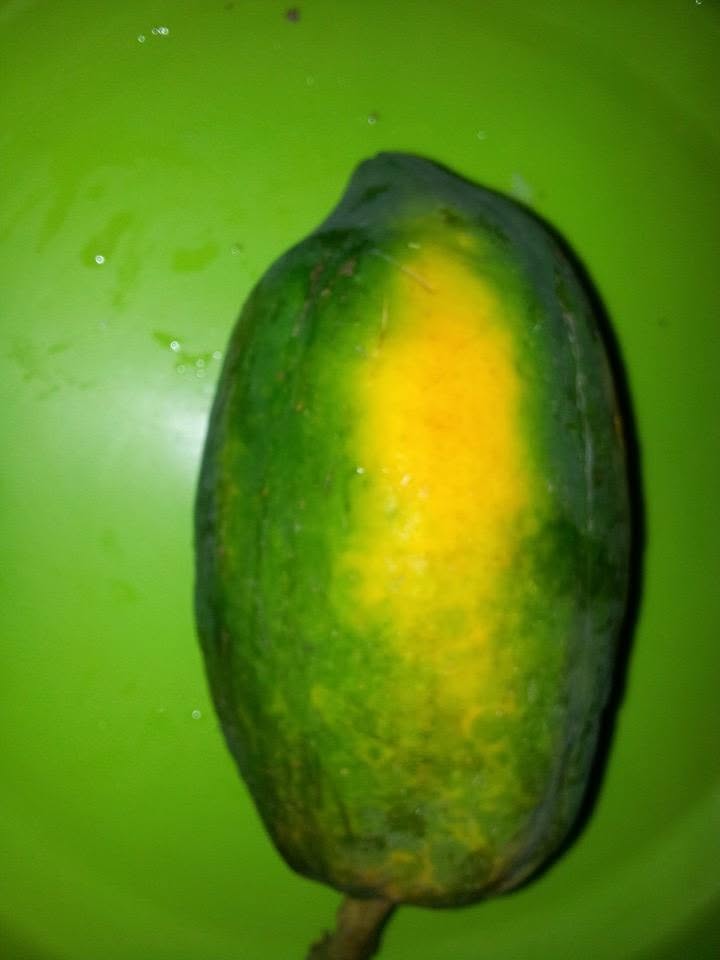 Home-grown papaya