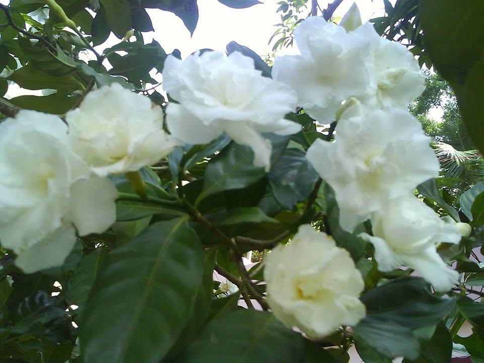 White garden flowers