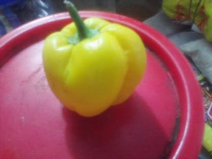 Yellow bell pepper — harvest