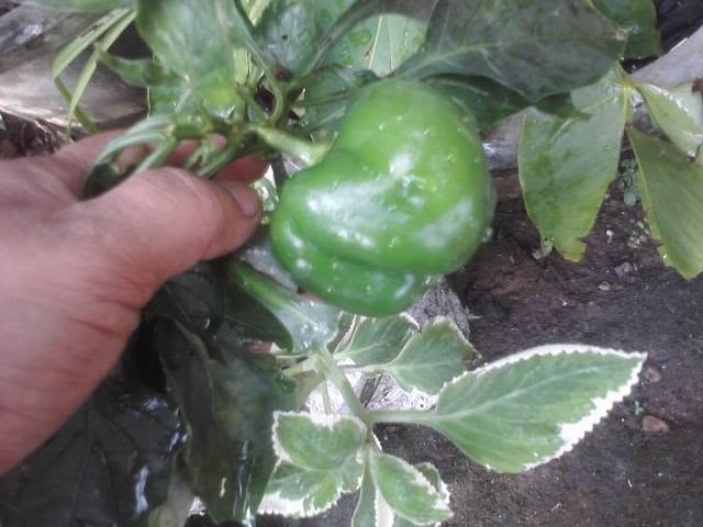 Green bell pepper on the plant