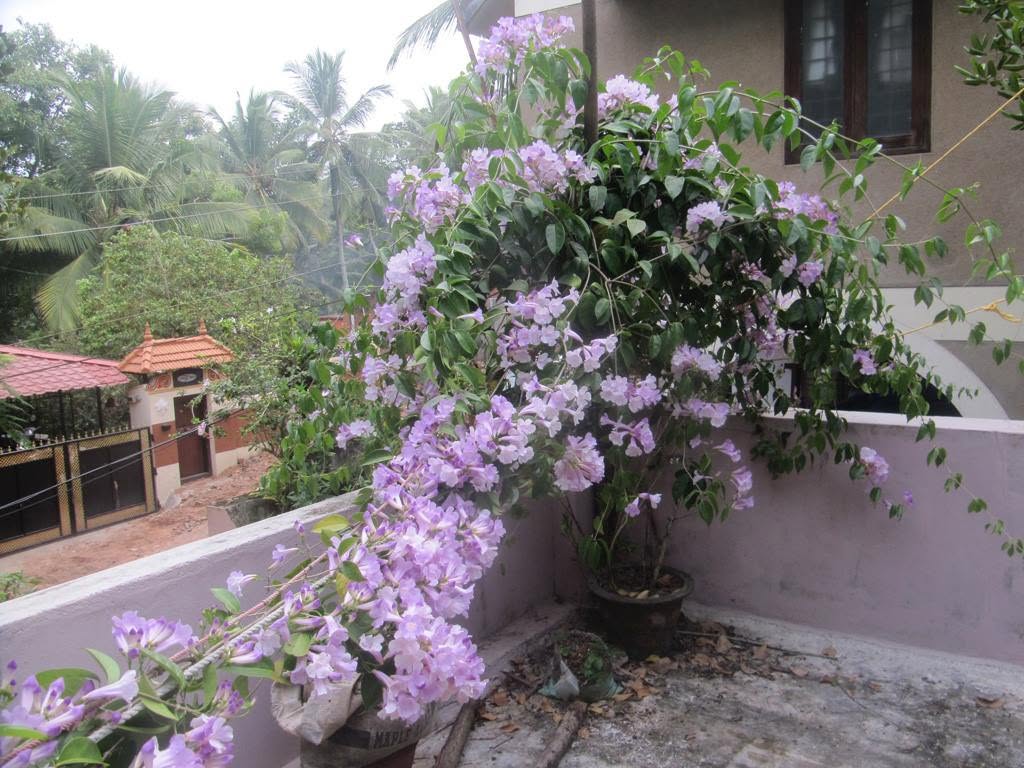 Flowering terrace garden