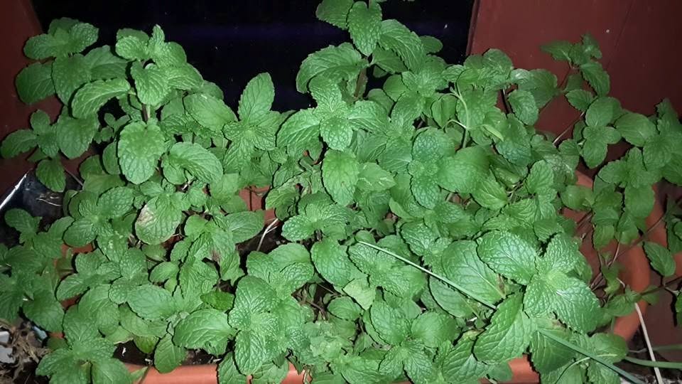 Mint from the home garden