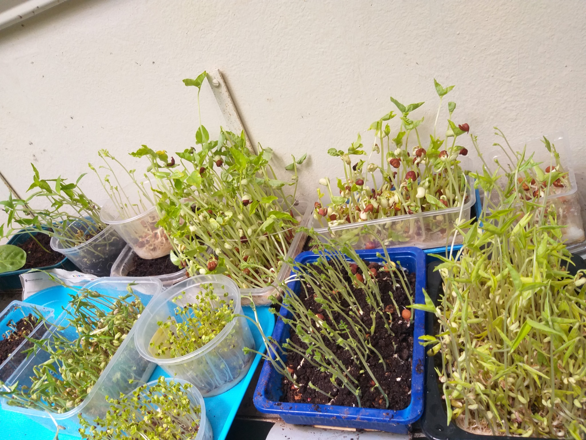 Seedlings and sprouts in the home garden