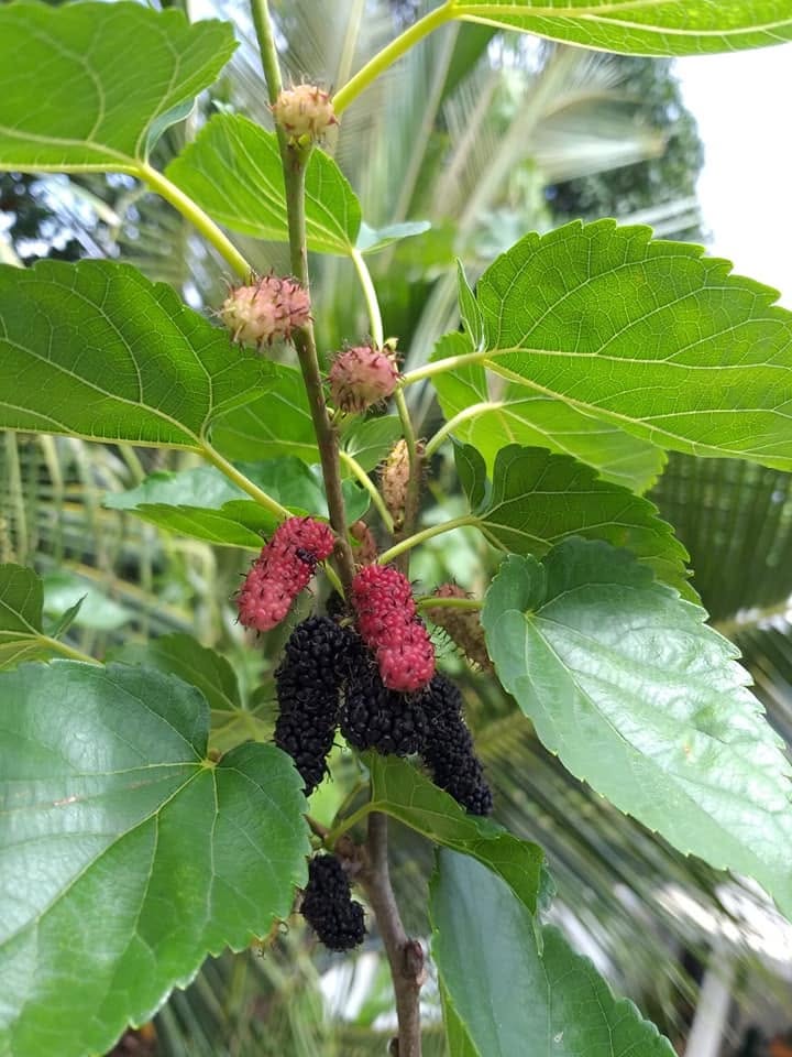 Mulberries from the home garden