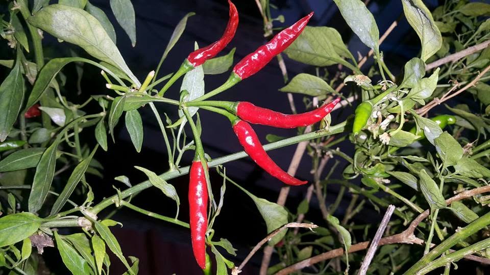 Home-grown red chillies