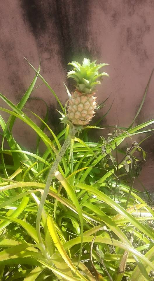 Pineapple from the home garden